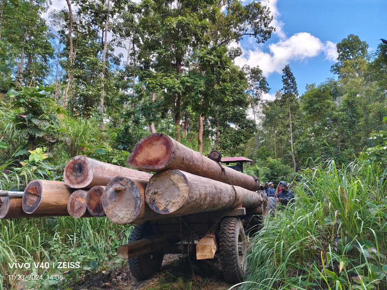 စစ်ရေးအသုံးစရိတ်ဆိုပြီး မဟာမြိုင်တောထဲက ရွှေနဲ့သစ်တွေကို ပသုံးလုံးအဖွဲ့တွေ အထိန်းအကွပ်မဲ့ တူးဖော်ခုတ်ယူနေ